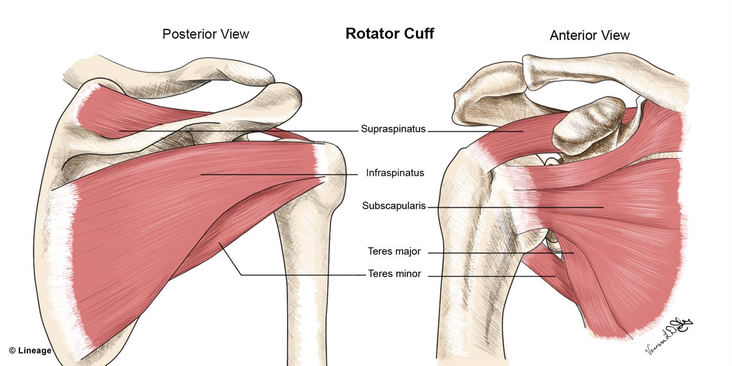 rotator cuff ligaments