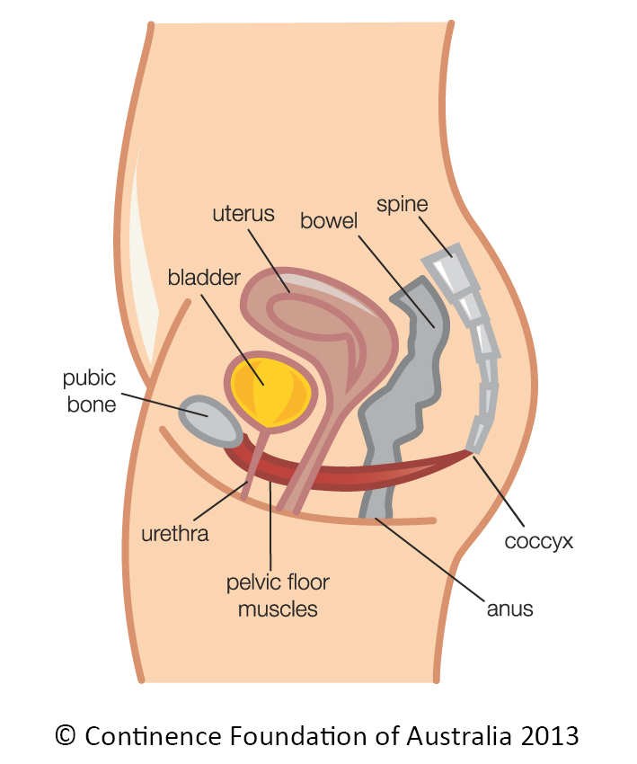 female_pelvic_floor_diagram_copyright